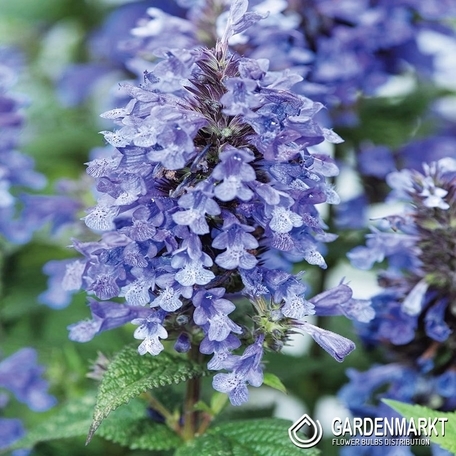 Katzenminze - Nepeta Racemosa 1 St.