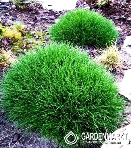 Festuca Scoparia - Blauschwingel 1 St.
