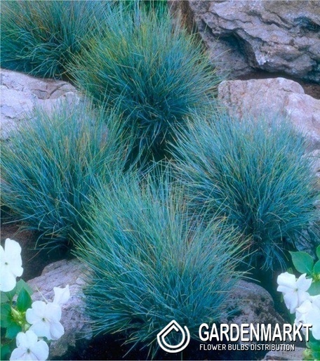 Festuca Glauca Elijah Blue - Blauschwingel 1 St.