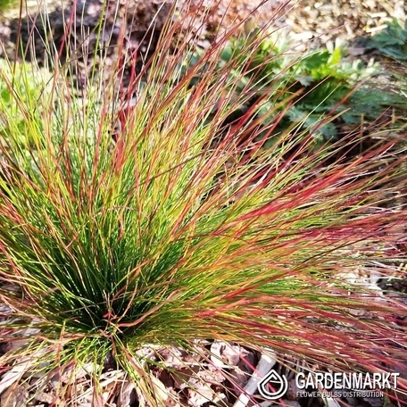 Festuca Walberla - Schwingel 1 St.