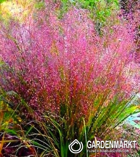Schönes Zittergras - Eragrostis Spectabilis 1 St.