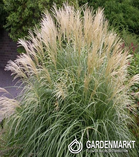 Chinaschilf - Miscanthus sin. Adagio 1 St.