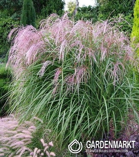 Chinaschilf - Miscanthus sin. Flamingo 1 St.