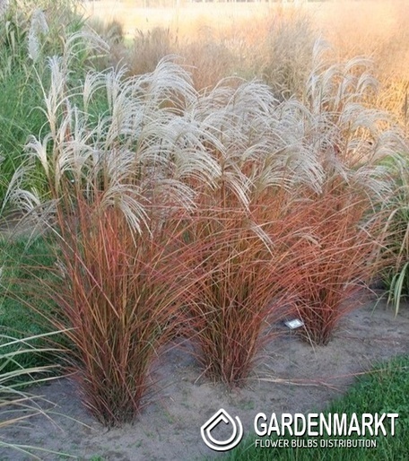 Chinaschilf - Miscanthus sin. Graziella 1 St.