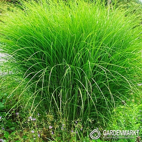 Chinaschilf - Miscanthus sin. Gracillimus 1 St.