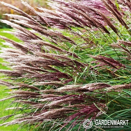 Chinaschilf - Miscanthus sin. Red Chief 1 St.