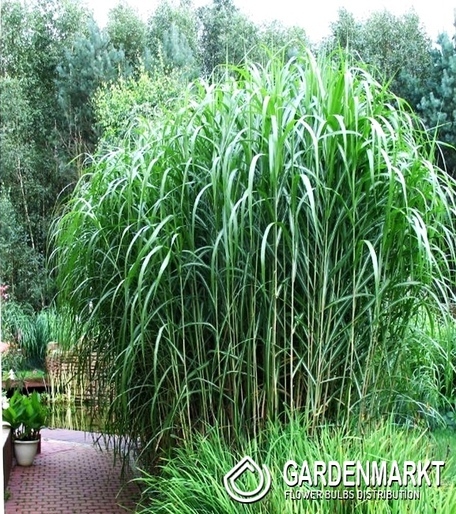 Chinaschilf - Miscanthus Giganteus 1 St.