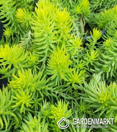 Fetthenne - Sedum Gold 1 St.