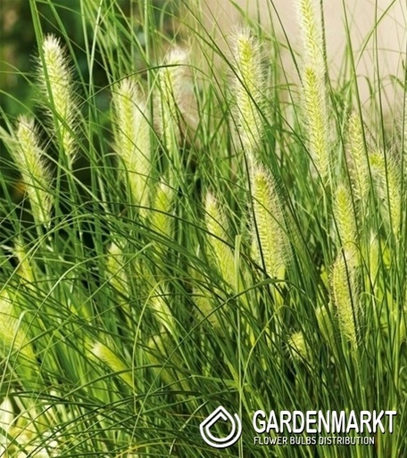 Pennisetum alopecuroides - Japanisches Lampenputzergras Hameln 1 St.