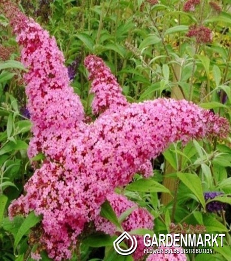 Budleja Pink Delight 1 St.