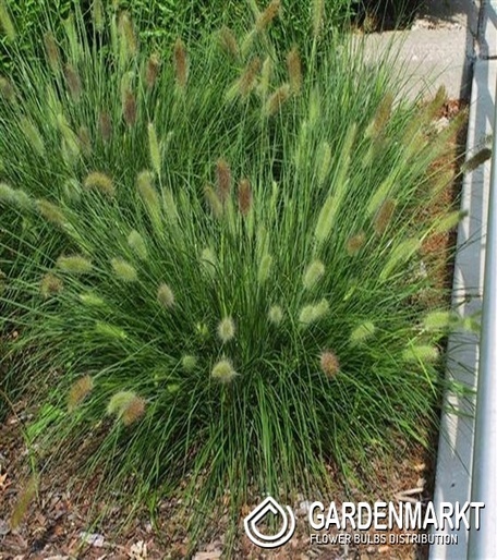 Pennisetum alopecuroides - Japanisches Lampenputzergras Little Bunny 1 St.
