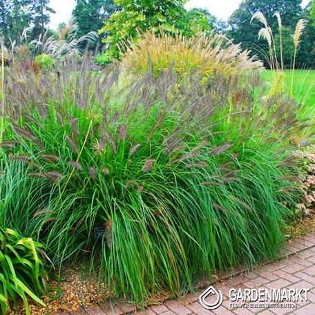 Pennisetum alopecuroides - Japanisches Lampenputzergras Moudry 1 St.