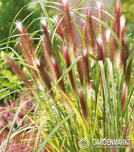 Pennisetum alopecuroides - Lampenputzergrass Red Heat 1 St.