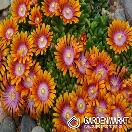 Delosperma Fire Spinner 1 St.