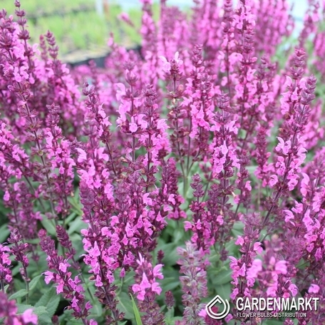 Steppen-Salbei - Salvia Nemorosa Pink Field 1 St.