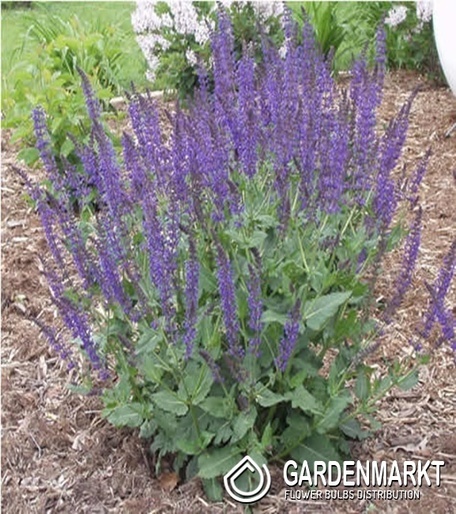 Steppen-Salbei - Salvia Nemorosa Night Field 1 St.