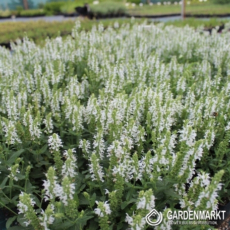Steppen-Salbei - Salvia Nemorosa Snow Hill 1 St.