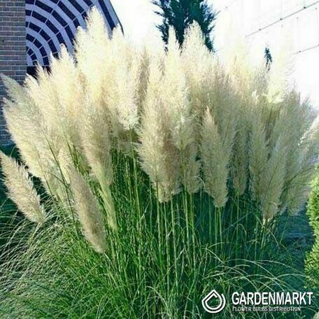 Cortaderia Selloana White Plume Pampasgras 1 St.