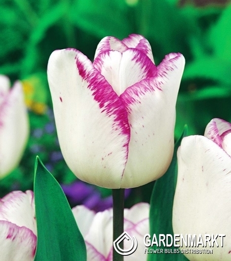 Tulpe Triumph Shirley 5 St.