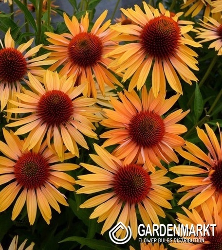 Echinacea Big Kahuna Topf 1 St.