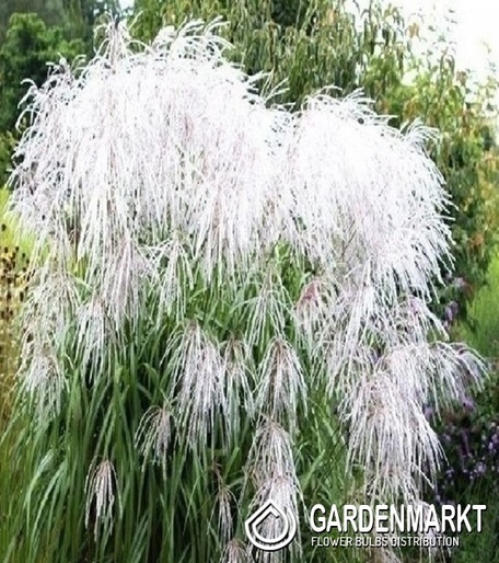 Chinaschilf - Miscanthus sin. Memory 1 St.