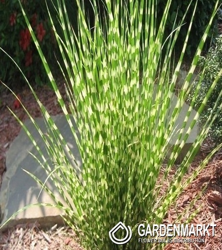 Miscanthus sin. Zebrinus 1 St.