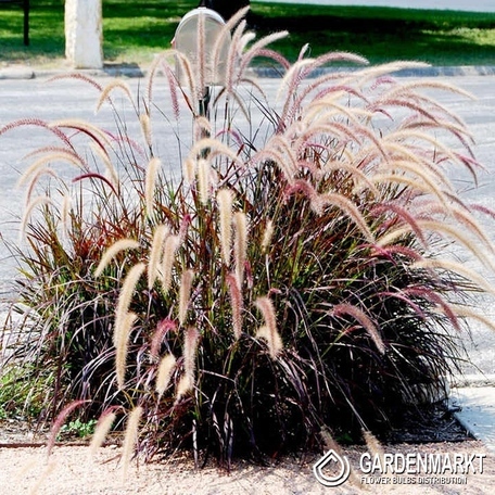 Pennisetum alopecuroides - Lampenputzergrass Rubrum 1 St.