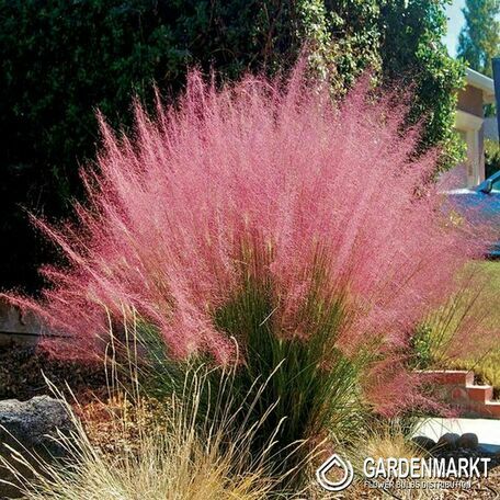 Muhlenbergia Capillaris Rosa Haargras 1 St.