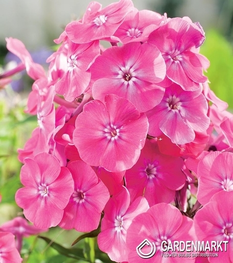 Phlox-Flammenblume Rosa 1 St.