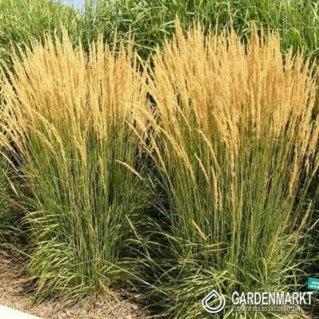 Calamagrostis Acutiflora Karl Foerster Garten-Reitgras 1 St.
