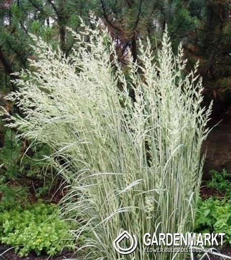 Calamagrostis Acutiflora Overdam - Garten-Reitgras 1 St.