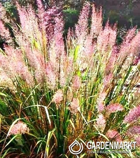 Calamagrostis Acutiflora - Garten-Reitgras 1 St.