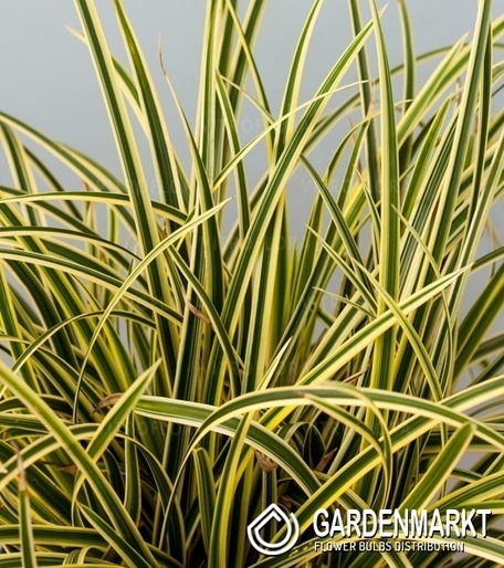 Japan-Segge Carex Morrowii Vanilla Ice 1 St.