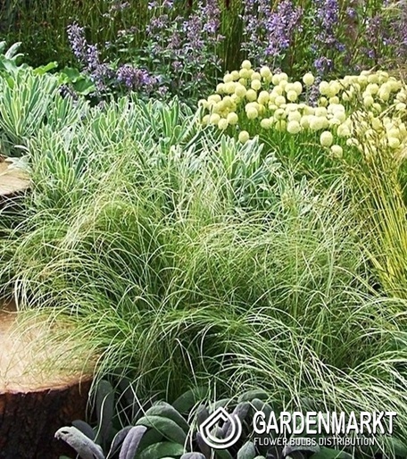 Neuseeland-Segge - Carex Comans Frosted Curls 1 St.