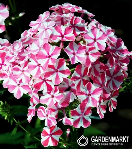 Phlox-Flammenblume Peppermint Twist 1 St.