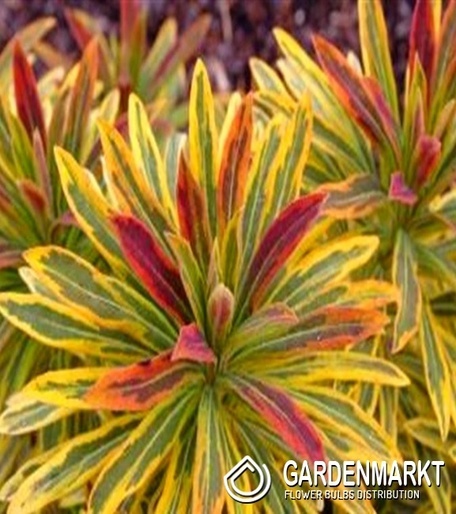 Euphorbia Ascot Rainbow Wolfsmilch 1 St.