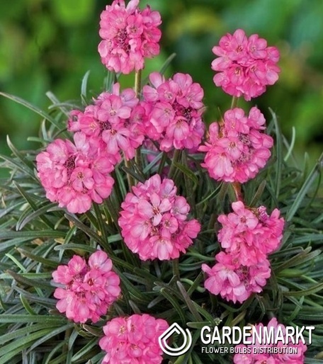Armeria Maritima Rose- Strand-Grasnelke 1 St.