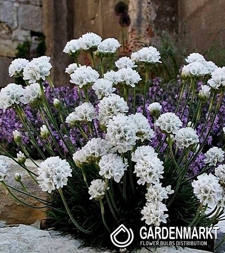 Armeria Maritima White Strand-Grasnelke 1 St.