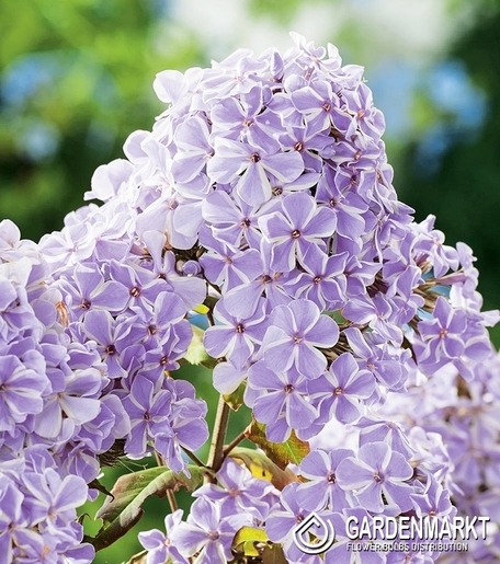 Phlox-Flammenblume All in One 1 St.