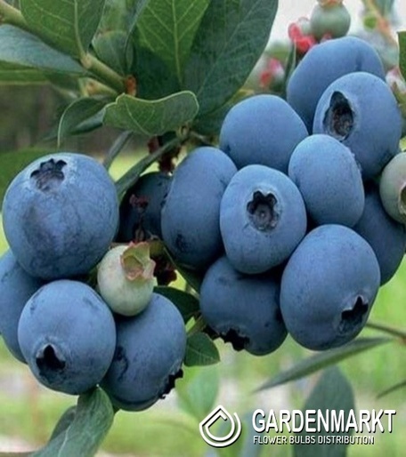 Kulturheidelbeere Vaccinium Corymbosum Spartan 1 St.