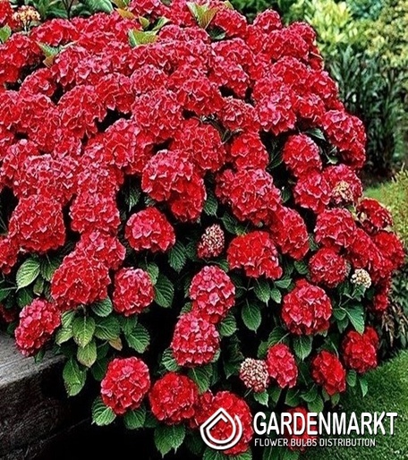 Hydrangea Macrophulla Red Baron Gartenhortensie 1 St.