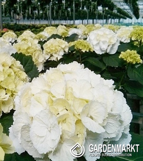 Hydrangea Macrophulla Snowball Gartenhortensie 1 St.