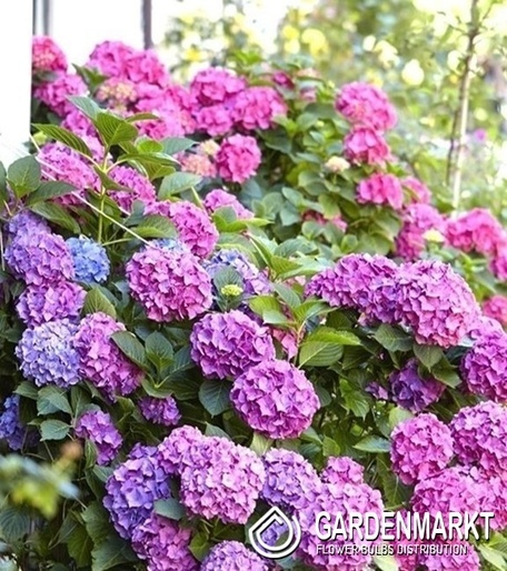 Hydrangea Macrophulla Bouquet Rose Gartenhortensie 1 St.