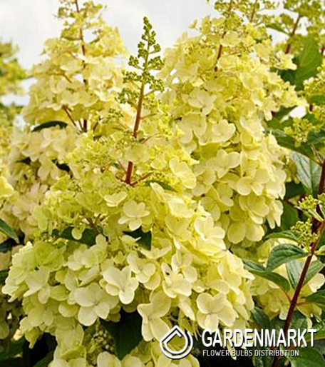Hydrangea Paniculata Candlelight Rispenhortensie 1 St.