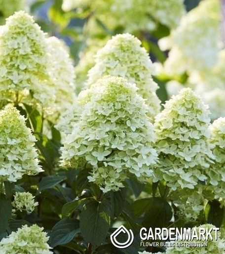 Hydrangea Paniculata Magical Candle Rispenhortensie 1 St.