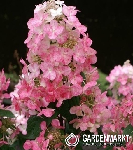 Hydrangea Paniculata Magical Fire Rispenhortensie 1 St.