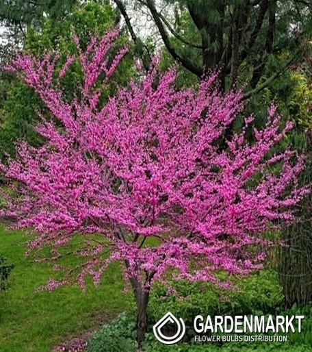 Cercis Canadensis - Kanadischer Judasbaum 1 St.