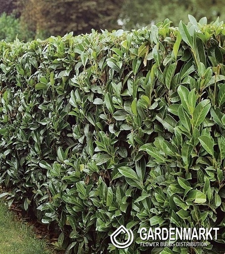 Prunus Laurocerasus 1 St.