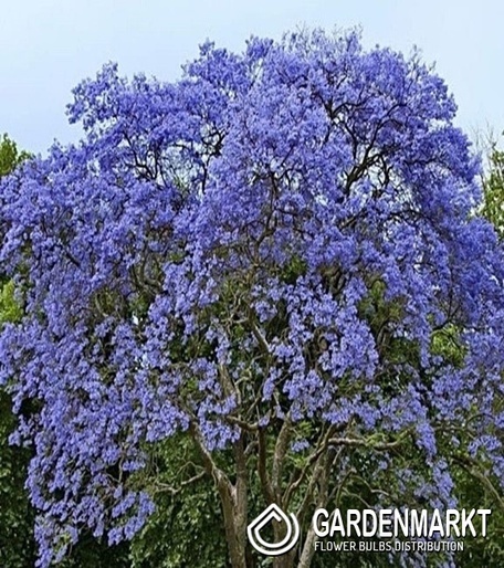 Blauglockenbaum Paulownia Tomentosa 1 St.