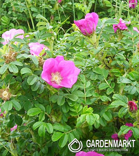 Rosa Rugosa 1 St.